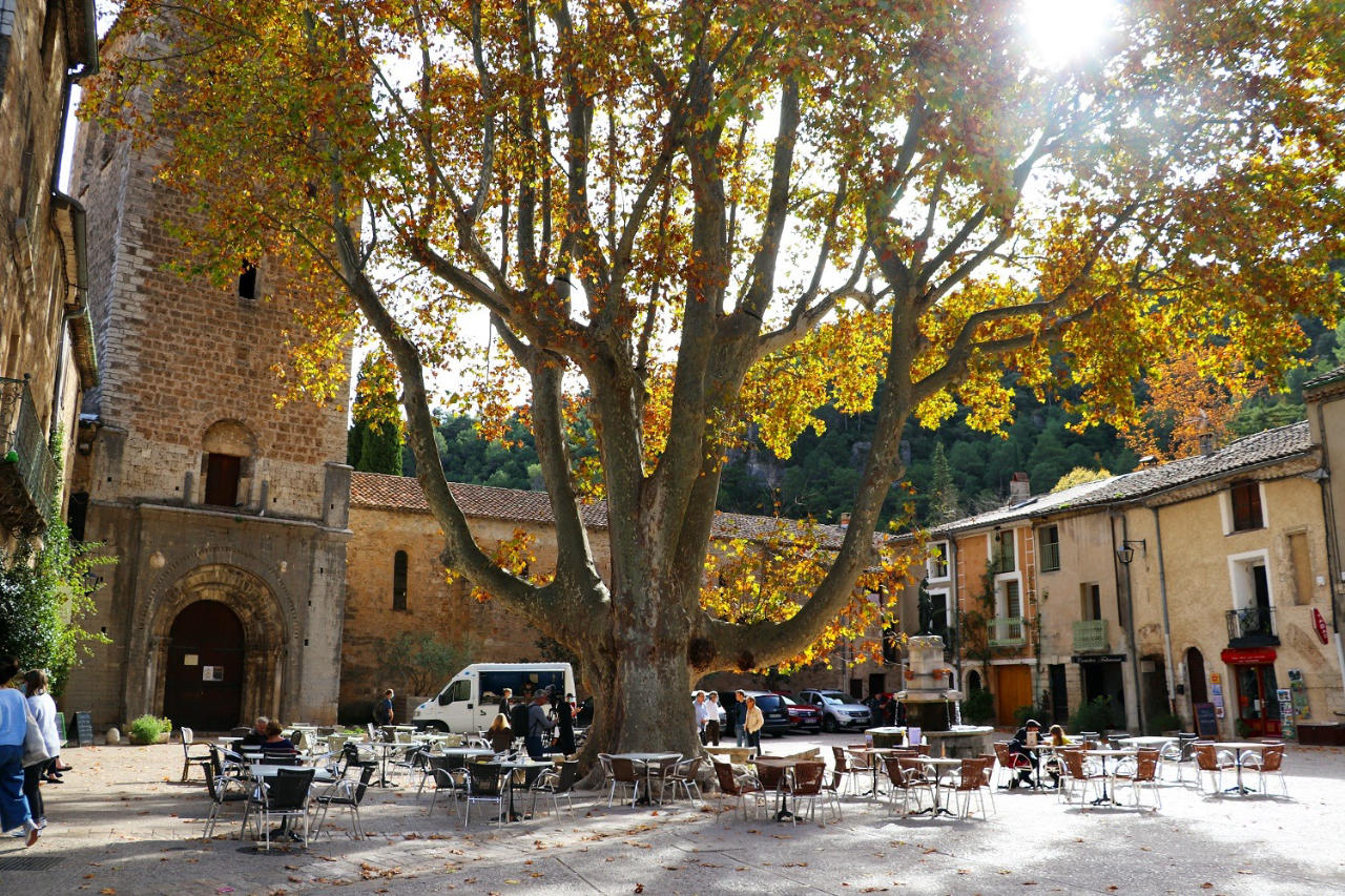 l arbre remarquable de saint guilhem le desert