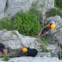 via ferrata du thaurac avec sncf réseau le mercredi 29 juin 2016-14