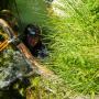 canyoning dans les gorges de l herault a saint guilhem le desert le 10 juin 2017-23