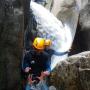 canyoning dans les gorges du Tapoul dans les Cevennes le 24 juin 207-5